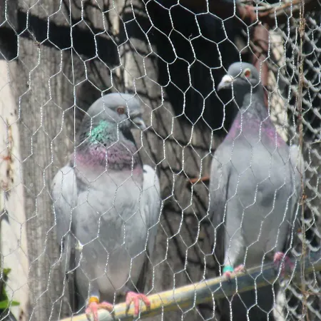 Ranczo U Jarka Фермерский дом *