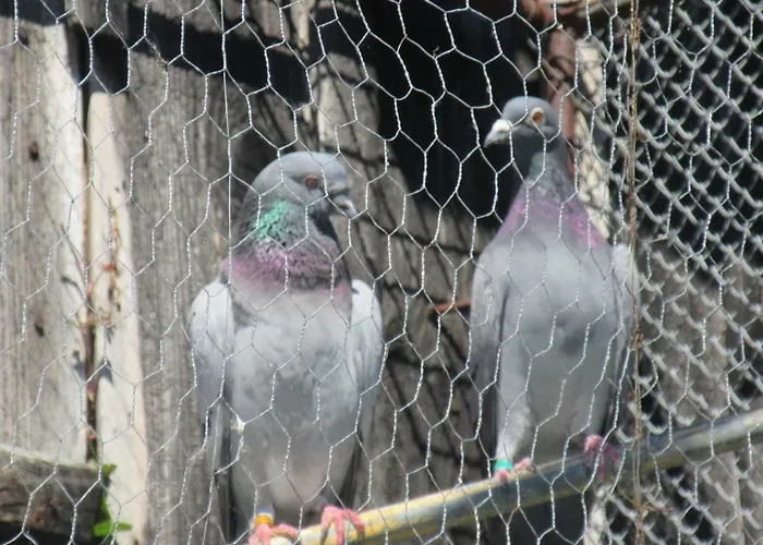 Ranczo U Jarka Gospodarstwo agroturystyczne *